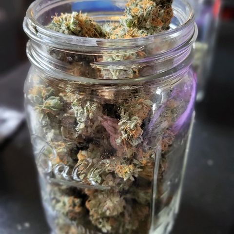 White Widow growlog timeline photo