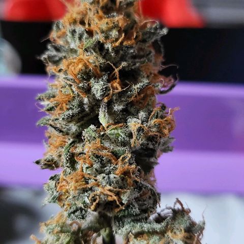 White Widow growlog timeline photo