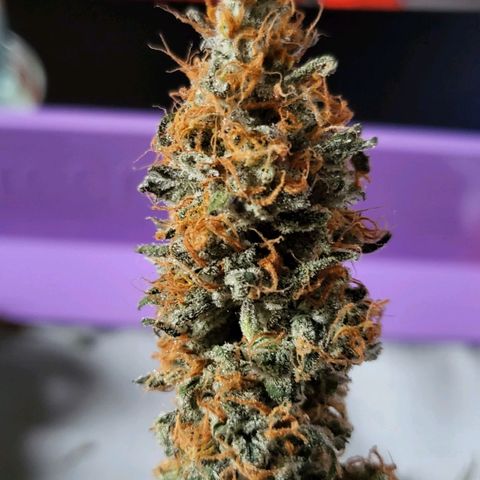 White Widow growlog timeline photo