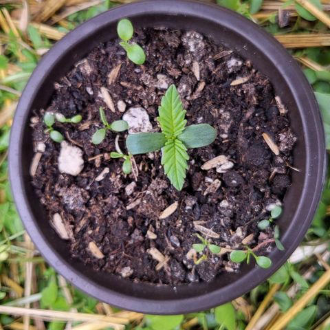 Gorilla Cookies #1 growlog timeline photo