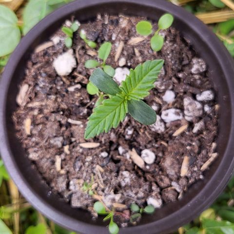 Gorilla Cookies #1 growlog timeline photo