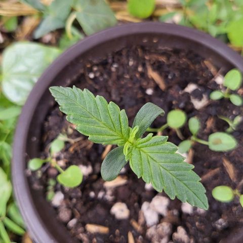 Gorilla Cookies #1 growlog timeline photo