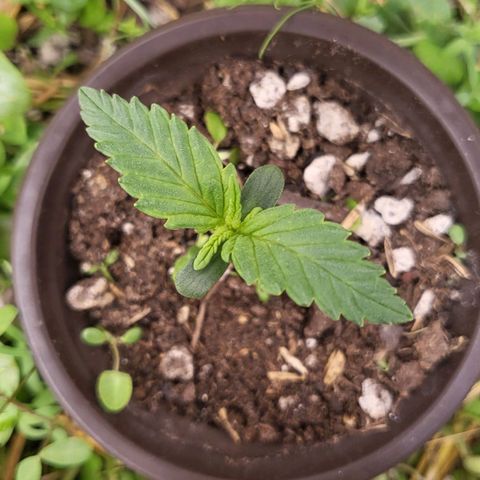 Gorilla Cookies #1 growlog timeline photo
