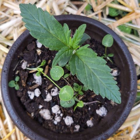 Gorilla Cookies #1 growlog timeline photo