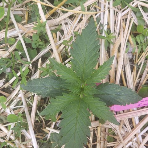 Gorilla Cookies #1 growlog timeline photo