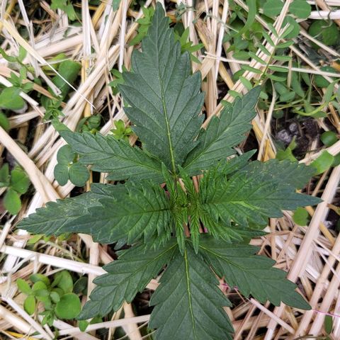 Gorilla Cookies #1 growlog timeline photo