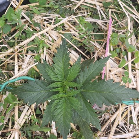 Gorilla Cookies #1 growlog timeline photo