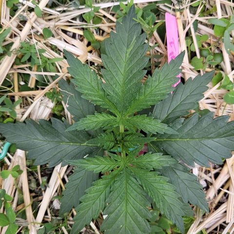 Gorilla Cookies #1 growlog timeline photo