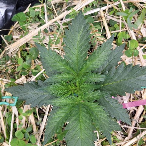 Gorilla Cookies #1 growlog timeline photo