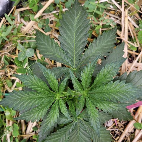 Gorilla Cookies #1 growlog timeline photo