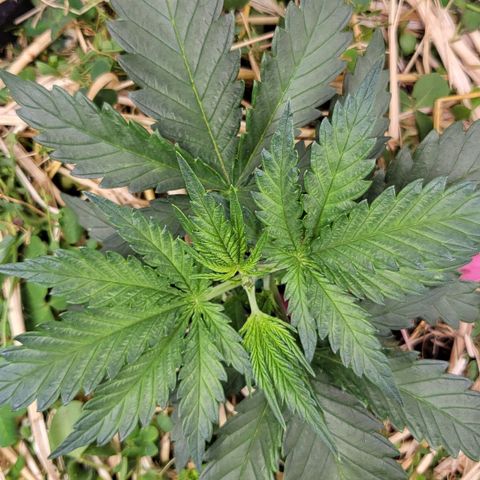 Gorilla Cookies #1 growlog timeline photo