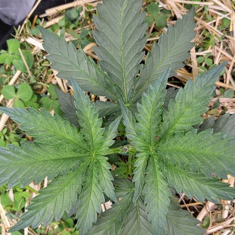 Gorilla Cookies #1 growlog timeline photo