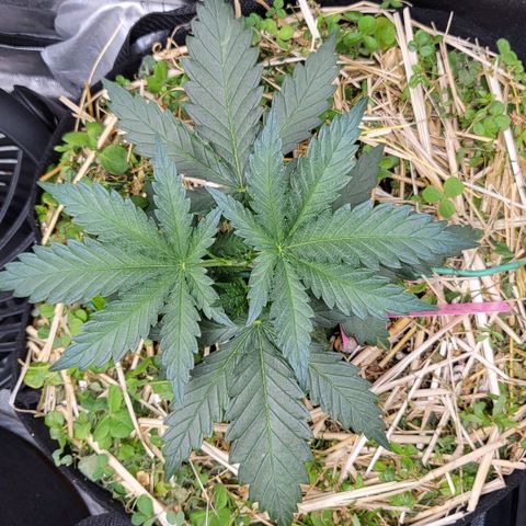 Gorilla Cookies #1 growlog timeline photo