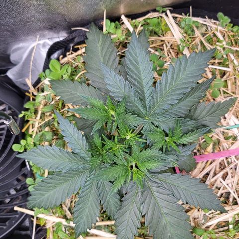 Gorilla Cookies #1 growlog timeline photo