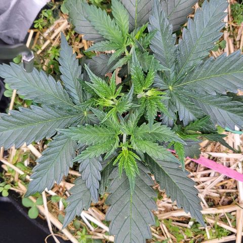 Gorilla Cookies #1 growlog timeline photo