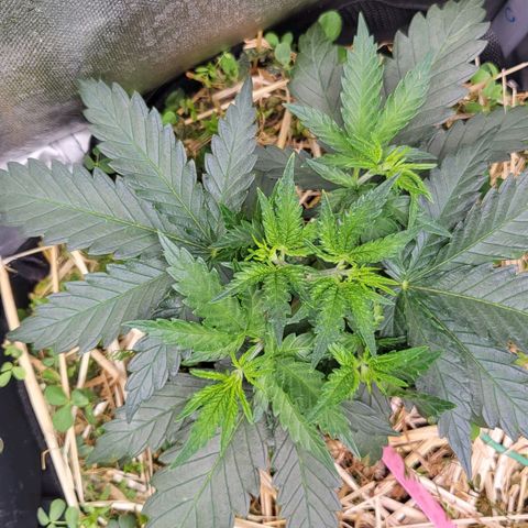 Gorilla Cookies #1 growlog timeline photo