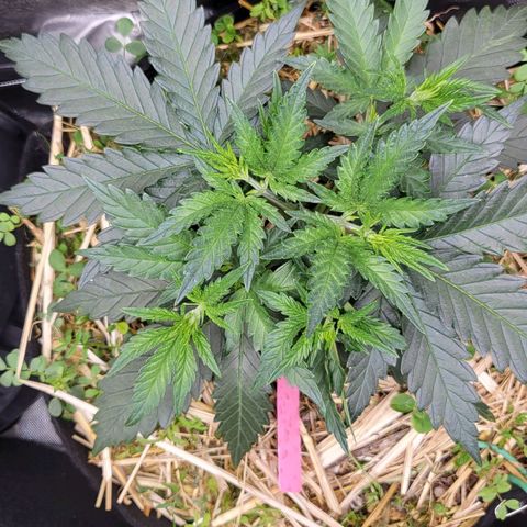 Gorilla Cookies #1 growlog timeline photo
