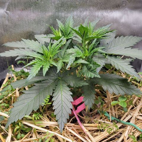 Gorilla Cookies #1 growlog timeline photo