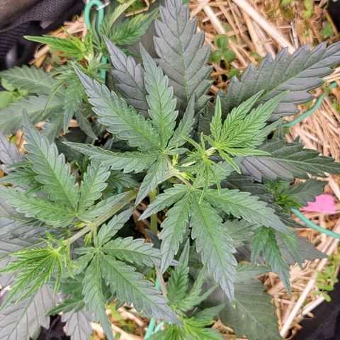 Gorilla Cookies #1 growlog timeline photo