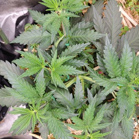 Gorilla Cookies #1 growlog timeline photo
