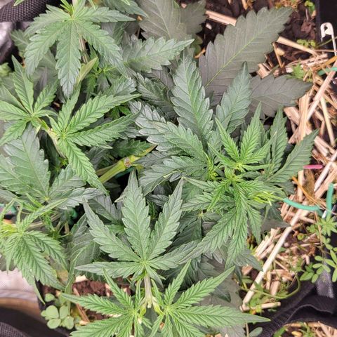 Gorilla Cookies #1 growlog timeline photo