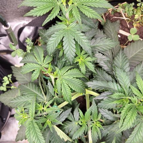 Gorilla Cookies #1 growlog timeline photo
