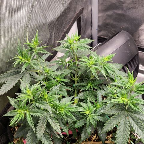 Gorilla Cookies #1 growlog timeline photo