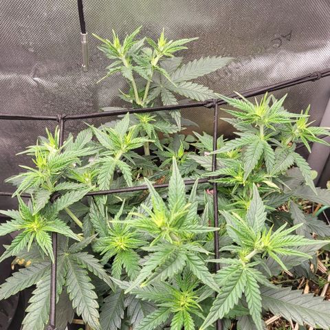 Gorilla Cookies #1 growlog timeline photo