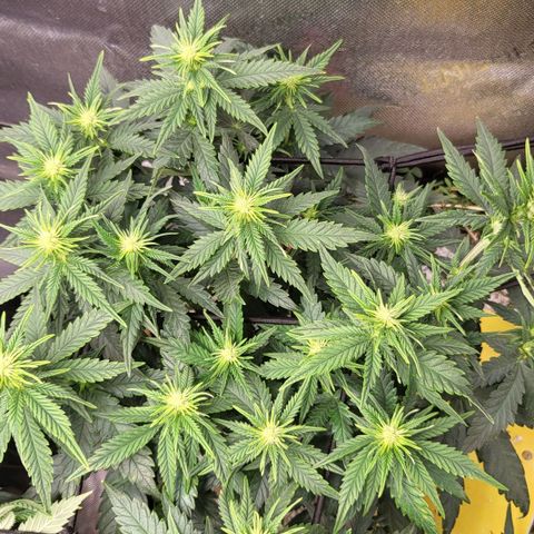 Gorilla Cookies #1 growlog timeline photo