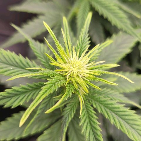 Gorilla Cookies #1 growlog timeline photo