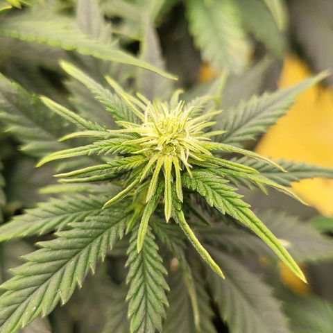Gorilla Cookies #1 growlog timeline photo