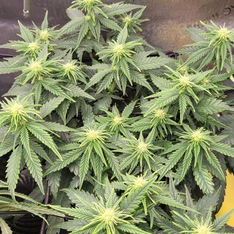 Gorilla Cookies #1 growlog timeline photo