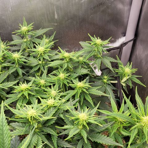 Gorilla Cookies #1 growlog timeline photo