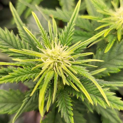 Gorilla Cookies #1 growlog timeline photo