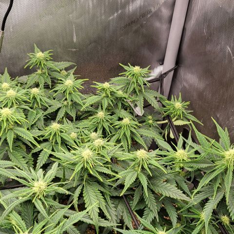 Gorilla Cookies #1 growlog timeline photo