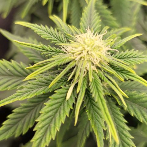 Gorilla Cookies #1 growlog timeline photo