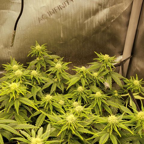 Gorilla Cookies #1 growlog timeline photo