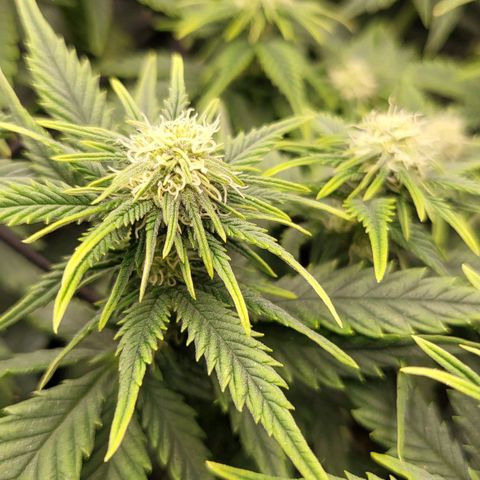 Gorilla Cookies #1 growlog timeline photo