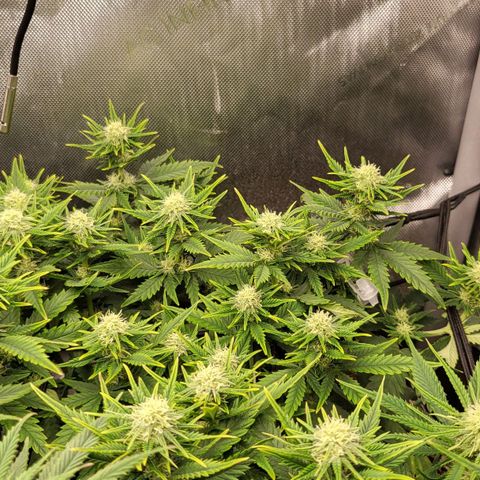 Gorilla Cookies #1 growlog timeline photo