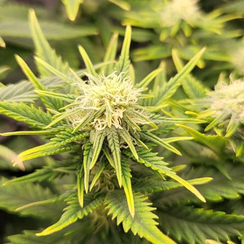 Gorilla Cookies #1 growlog timeline photo