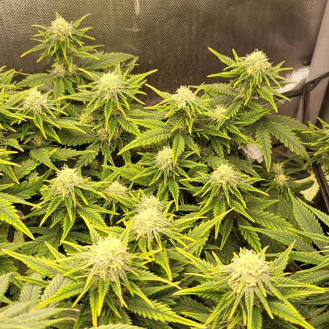 Gorilla Cookies #1 growlog timeline photo