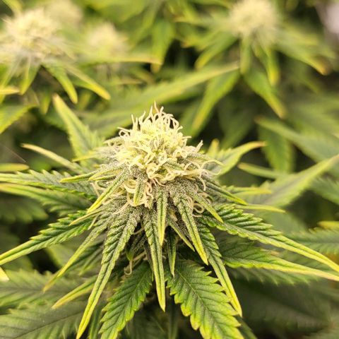 Gorilla Cookies #1 growlog timeline photo