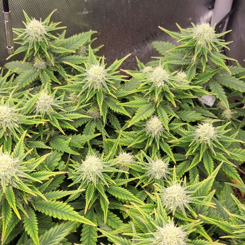 Gorilla Cookies #1 growlog timeline photo