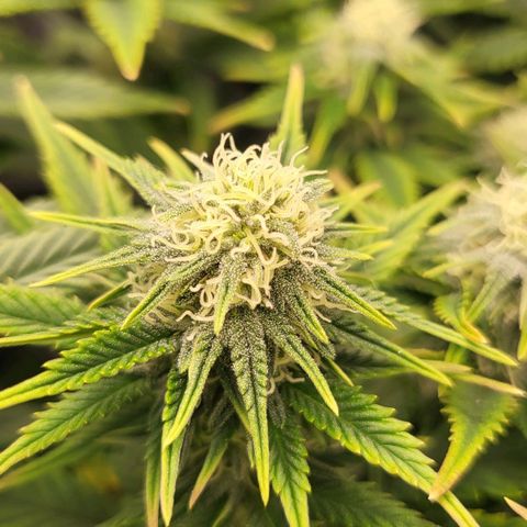 Gorilla Cookies #1 growlog timeline photo