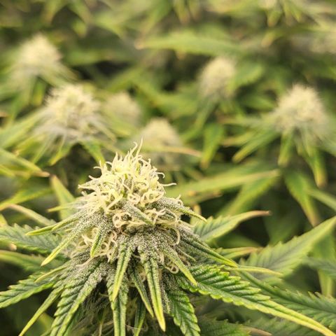 Gorilla Cookies #1 growlog timeline photo
