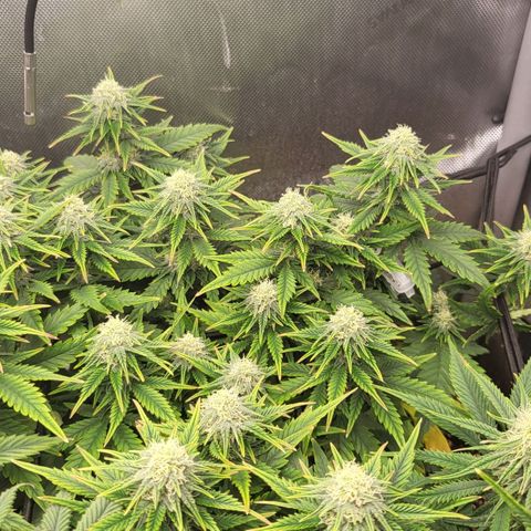 Gorilla Cookies #1 growlog timeline photo