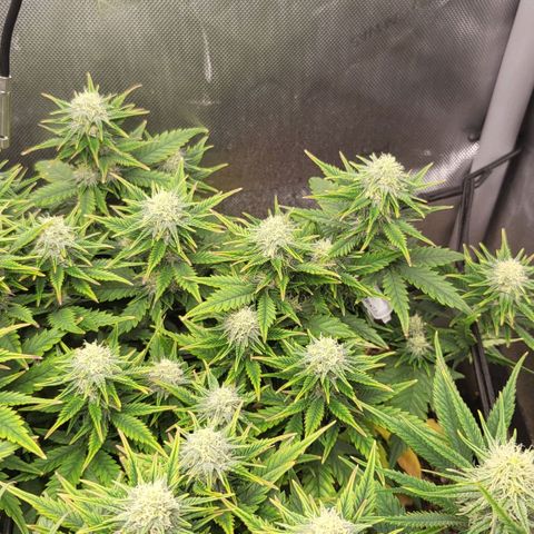 Gorilla Cookies #1 growlog timeline photo