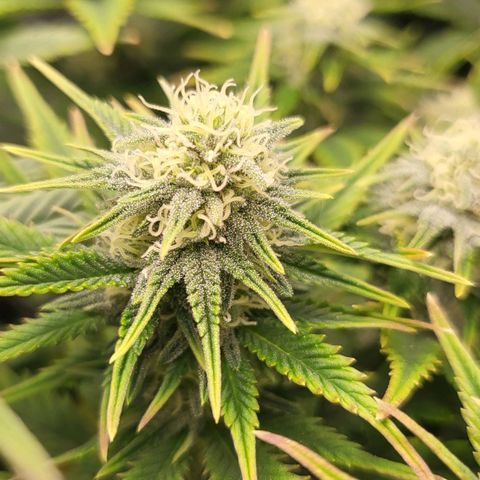 Gorilla Cookies #1 growlog timeline photo