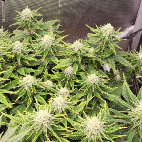 Gorilla Cookies #1 growlog timeline photo