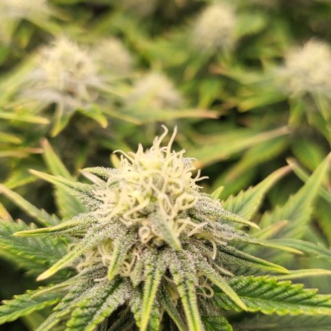 Gorilla Cookies #1 growlog timeline photo